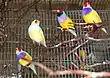 Birds in cage