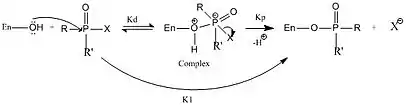 In this figure ChE is represented by En-OH, in which the OH is the hydroxygroup from the serine residue. R and R' represent the different groups that can be attached to the phosphorus and X is the leaving group. Kd is the dissociation constant between the enzyme-inhibitor complex and reactants, kp is the phosphorylation constant and ki is the bimolecular rate constant for inhibition