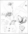 illustration from Eucalyptographia