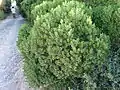 Euclea racemosa used for roadside hedging.