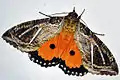 From Palakkad - Kalpathy, Kerala