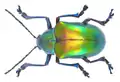 Eumolpus ignitus
