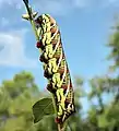 Larva, multi-colored variation