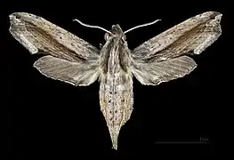 Female dorsal