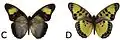 E. c. aurata male dorsal (c); ventral (d)