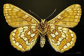 Female underside