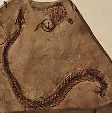 Eupodophis descouensi