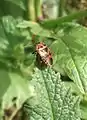 Eurydema ornatum