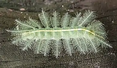 Euthalia aconthea caterpillar.