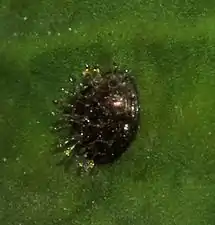 Egg