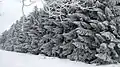 Evergreen forest in winter