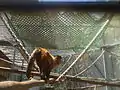 Brown capuchin monkey
