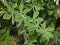Leaves