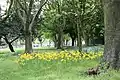 Flowers in Fairview Park