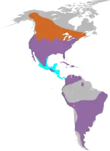 Widespread in North, Central and South America