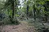 Fancott Woods and Meadows
