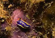 Felimare bilineata