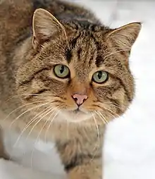 Felis silvestris