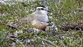 Female with chick - only the fourth record ever