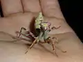 Female Pnigomantis medioconstricta L6 nymph
