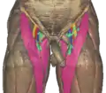 Contents of the femoral triangle of the Visible Human Male.