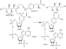 pathway alt text