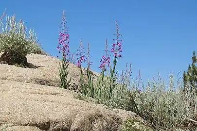 Growing on granite