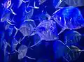 A fish tank at Audubon Aquarium