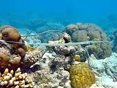 Smooth flutemouth (Fistularia commersonii)