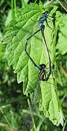 matingwith young adult female blue form