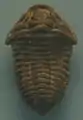 Flexicalymene species on display at State Museum of Pennsylvania. Specimen is approximately 3&nbsp;cm long