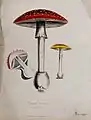 Fly agaric fungus (Amanita muscaria)