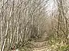 Oaken Wood