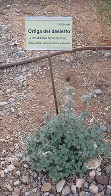 Forsskaolea tenacissima L. in Níjar, province of Almería (Spain)
