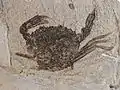 Crab Portofuria enigmatica,Stolleklint Clay