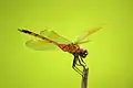 Female Four-spotted Pennant by the Equalization Pond
