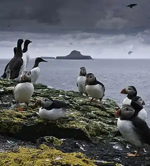 About a dozen seabirds – Atlantic Puffins and Guillemots – stand on a rocky, lichen-covered shore. Beyond lies a distinctively shaped island, resembling a wide-brimmed hat, under a dark cloudy sky.