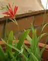 Freesia grandiflora