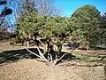 The preserve has a wide variety of trees, plants, and gardens. Young trees are sometimes enclosed with wire fences to prevent deer from eating the leaves.