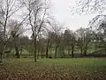 Woods