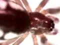 Bowl and doily spider, Frontinella communis