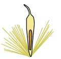 Cross section of an achene with the seed shown in brown