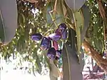 Java Plum (Black Plum, Jamun in Hindi, Kala Jambu in Gujarati, Kalojam in Bengali, ನೇರಳೆ NeraLe in Kannada, Jambhul-जांभूळ in Marathi and Naval or Nagal in Tamil) -- Eugenia jambolana, or Syzygium cumini "neredu " in Telugu