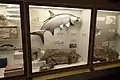 Fish on display
