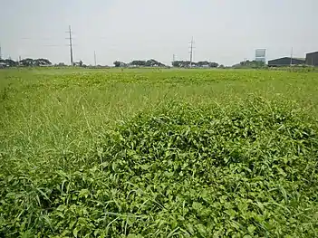 Steel poles 235–237 (with 235 and 236 are anchor towers and have flag design while 237 is suspension tower and has triangle design), located along NLEx, are visible from MacArthur Highway in San Simon, Pampanga. Note that poles 235 and 236 use NAPOCOR-era steel poles 229 and 231 while 237 serves as replacement steel pole.