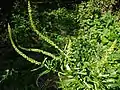 Weld or dyer's rocket, Reseda luteola, on disturbed bank