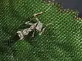 First instar P. virescens nymph