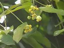 Flowers of the Mangosteen relative Garcinia kola (a.k.a. "bitter kola")