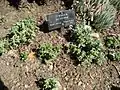 Crassula deltoidea