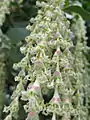 Male catkins